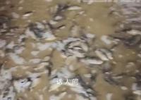 洪水过后女子家中密密麻麻全是鱼 网友：根本吃不完