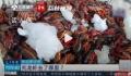 成吨死龙虾疑似被做成虾尾出售 当地市场监管部门仍在进一步调查当中