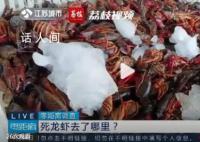 成吨死龙虾疑似被做成虾尾出售 当地市场监管部门仍在进一步调查当中