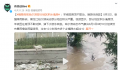 哈尔滨部分地区被淹:猪游泳自救