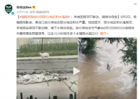 哈尔滨部分地区被淹:猪游泳自救