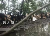 北京房山流浪狗基地被淹水深4米 狗狗都在房顶