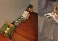 女子疑接泄洪撤离通知称“就不撤” 誓死和猫咪在一起