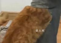 养猫人不适合穿破洞裤 引起了广泛讨论