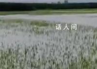 五常大米产地被淹 农户哽咽:全完了