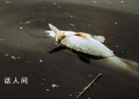 洪水侵袭涿州 一养殖场80万斤鱼死亡