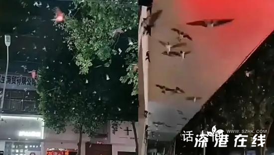 山东地震河南燕子满天飞?地震局回应