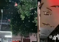 山东地震河南燕子满天飞?地震局回应