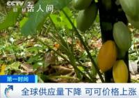 巧克力将涨价 主要原料可可供应紧张