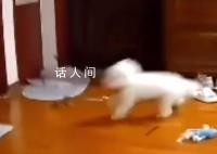 地震来临时小狗被震到摔跤 满脸不可思议