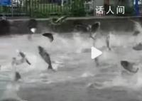 昆明滇池大面积鱼群跳跃 当地一职能部门表示会留意并进一步跟踪