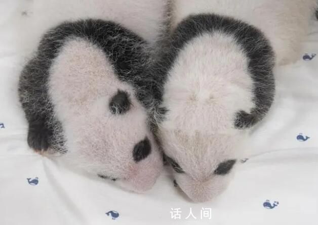 在韩大熊猫双胞胎宝宝满月照 引发网络热议