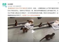 黄鼠狼多次闯入女子家中 引发了网友的热议