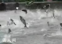 昆明滇池大面积鱼群跳跃 多方回应