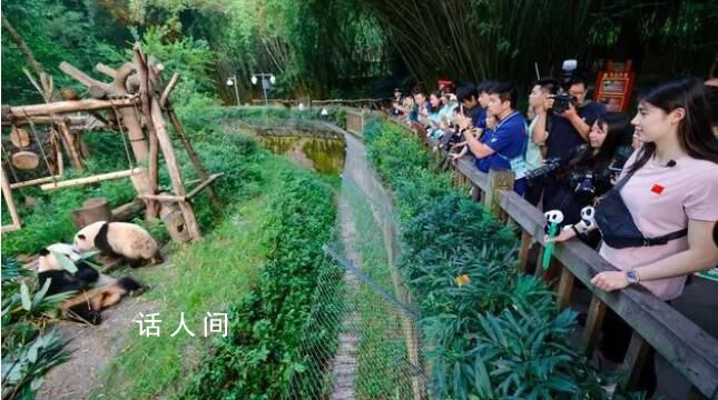 张雨霏和花花“顶流”相见 引来阵阵欢笑