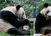 丫丫吃窝头贴秋膘 身边堆满竹子