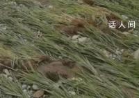 暴雨后五常大米价格或上涨 现在卖的五常大米基本都是去年产的