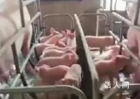 养猪场5000头猪被洪水围困 救援船无法进入