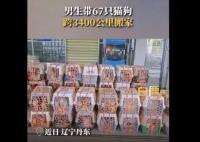 男生带67只猫狗跨3400公里搬家 不想让它们被二次遗弃