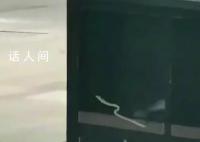 昆明车站外多条绿蛇在垃圾箱上爬行 这些是绿瘦蛇属于无毒蛇