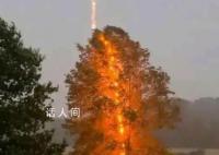 一棵树被雷连劈13次 千万不要在树下避雨