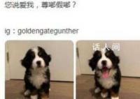 尊嘟假嘟是什么梗 尊嘟假嘟是什么意思