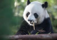 大熊猫呈现扁平化发展趋势 保护国宝在行动