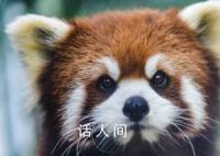 小熊猫是熊还是猫 小熊猫是什么科动物