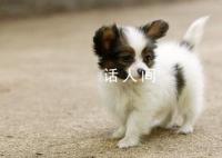萌宠治愈季 今日份治愈请查收家有萌宠