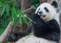 实拍丫丫午后用餐 咬着竹子上爬架啃