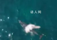 韩国济州岛海域现死亡海豚幼崽 尸体腐烂发白
