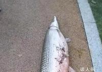 广州白云湖公园时隔4年再现鳄雀鳝 这条鳄雀鳝体长超过1米