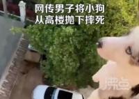 男子将小狗从高楼抛下摔死并炫耀 网友：令人发指