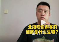 科普博主称北海伤人可能是公牛真鲨 公牛鲨会主动攻击人吗