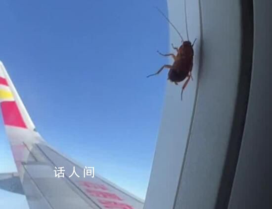 航司回应飞机舷窗上趴着蟑螂 它在玻璃空隙中未影响飞行安全