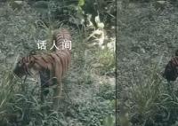 广州动物园老虎饿得吃草?园方回应