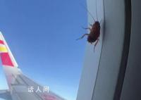 航司回应飞机舷窗上趴着蟑螂 它在玻璃空隙中未影响飞行安全