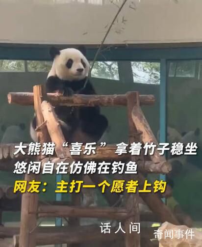 大熊猫拿着竹子仿佛在钓鱼 网友：又整活了