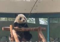 大熊猫拿着竹子仿佛在钓鱼 网友：又整活了