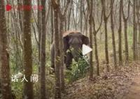 亚洲象一鼻子甩出毒品2.8公斤 目前该案正在进一步办理中