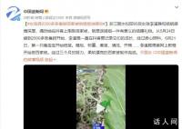 女孩养蚕做百家被给姐姐当嫁妆 实在是太暖心了
