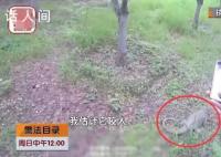 北京大兴出现一只一米长巨型蜥蜴 推断：是被放生的