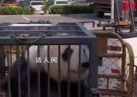 大熊猫美生返乡被直播博主拦车截停 已经算是一种违法的行为了