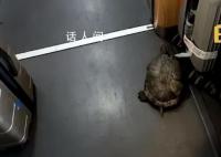 高铁有乌龟从行李架掉落?12306回应