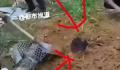 缅甸逃回男子曝出活埋视频 每个礼拜都看到死人
