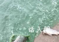 徐州一湖水质呈绿色出现死鱼 网友推测原因或为蓝藻爆发