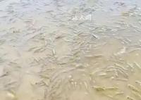 广东一海滩涌现大量海虾系谣言 1年前发的不要相信