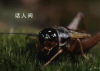 资深蟋蟀捕手玉米地淘金月入过万 甚至有村民请假专门去抓蟋蟀