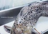 俄罗斯海岸惊现深海恐怖怪鱼 满嘴尖牙像外星生物