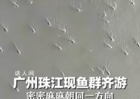 广州珠江水面现鱼群齐游 目击者：鱼群至少一公里长游了20分钟